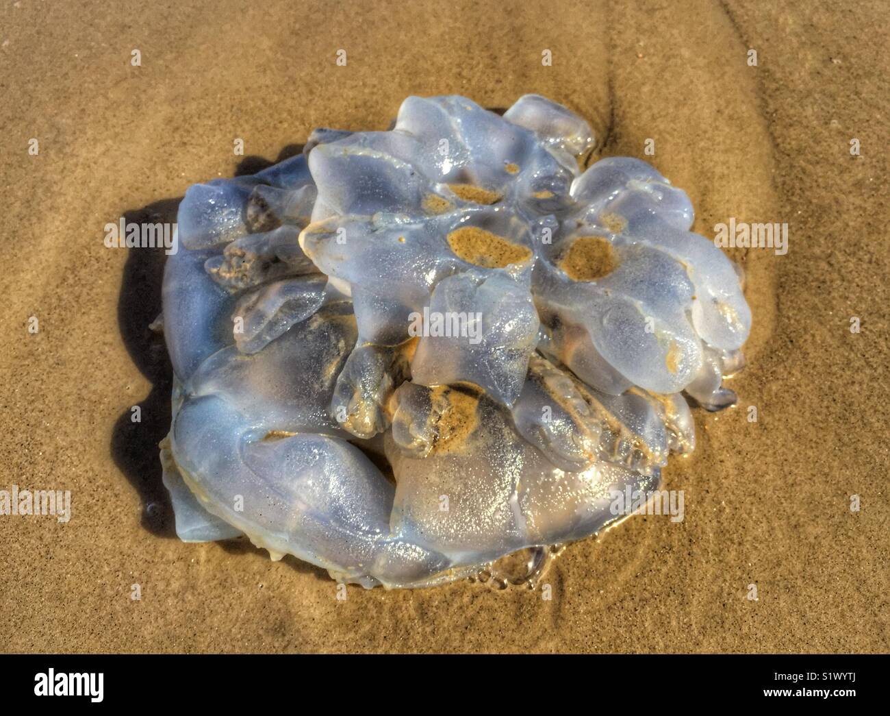 Barrel Jellyfish Washed Up Cornwall Stock Photo