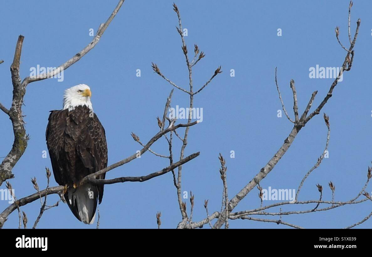 Bald Eagle - Smartphone Captured Stock Image