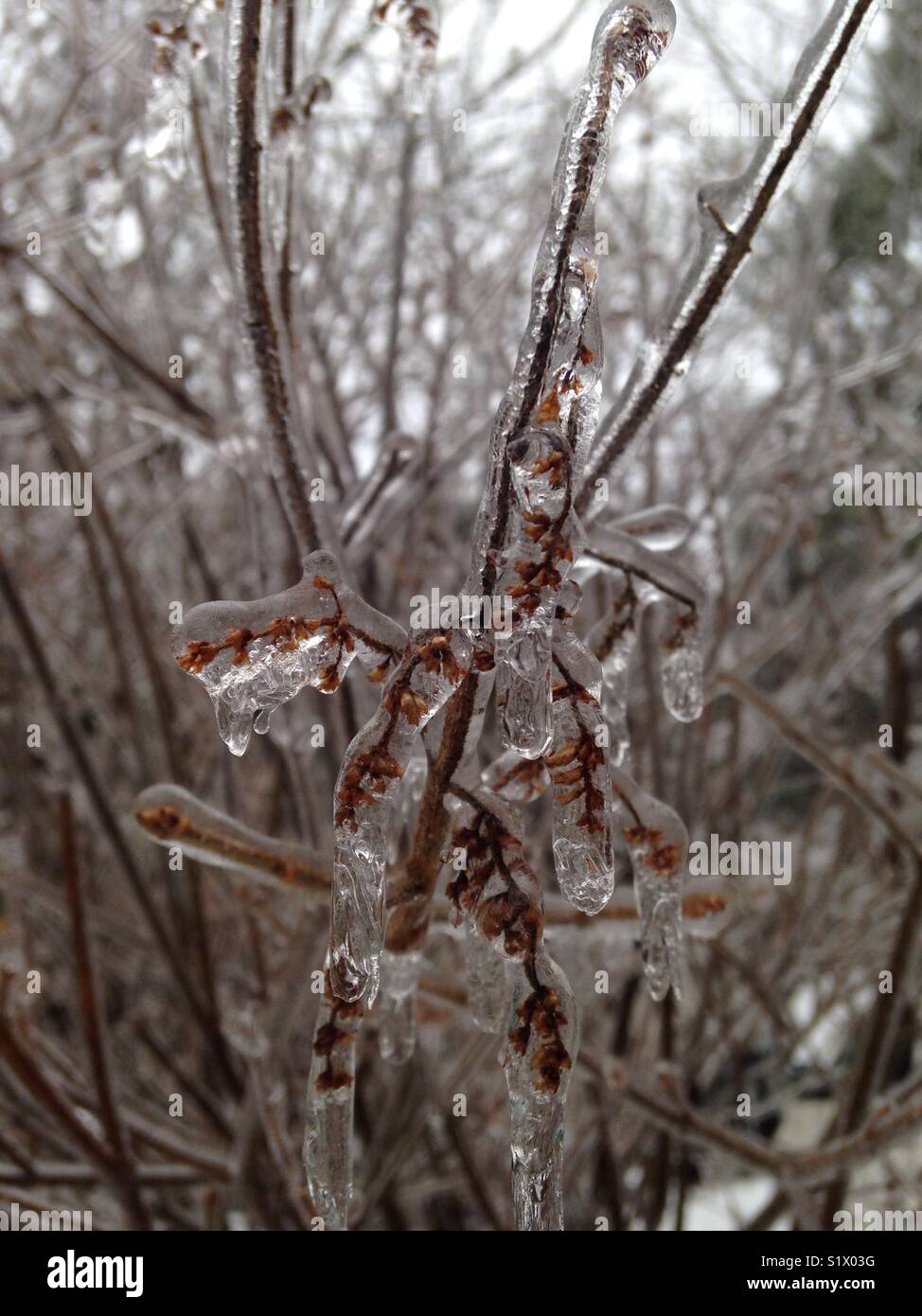 Branches covered in ice during a winter storm Stock Photo