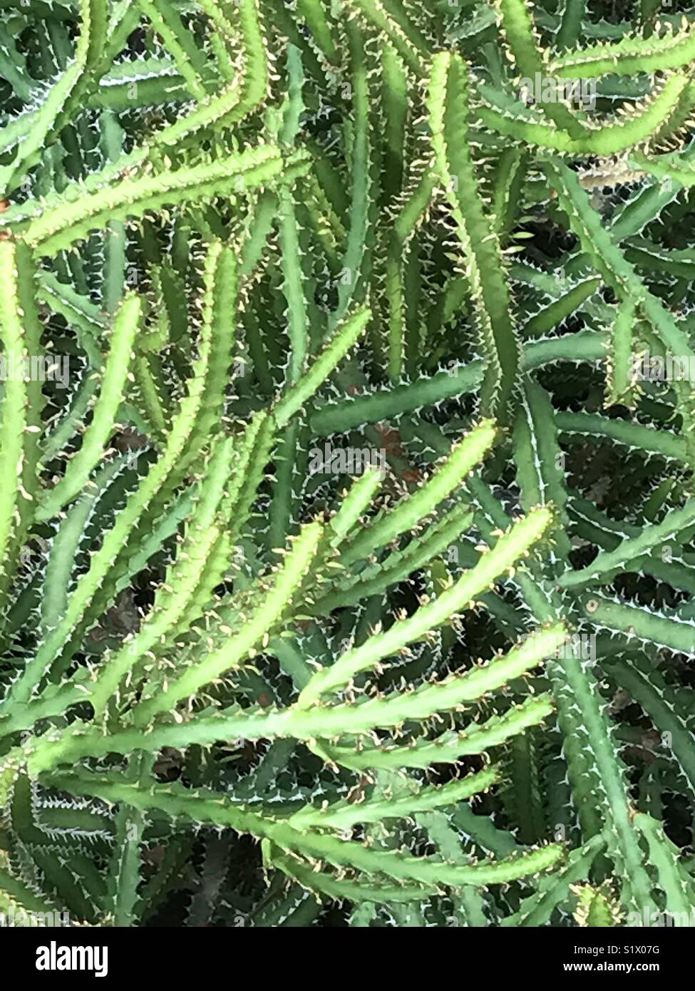 Cactus - Smartphone Captured Stock Image