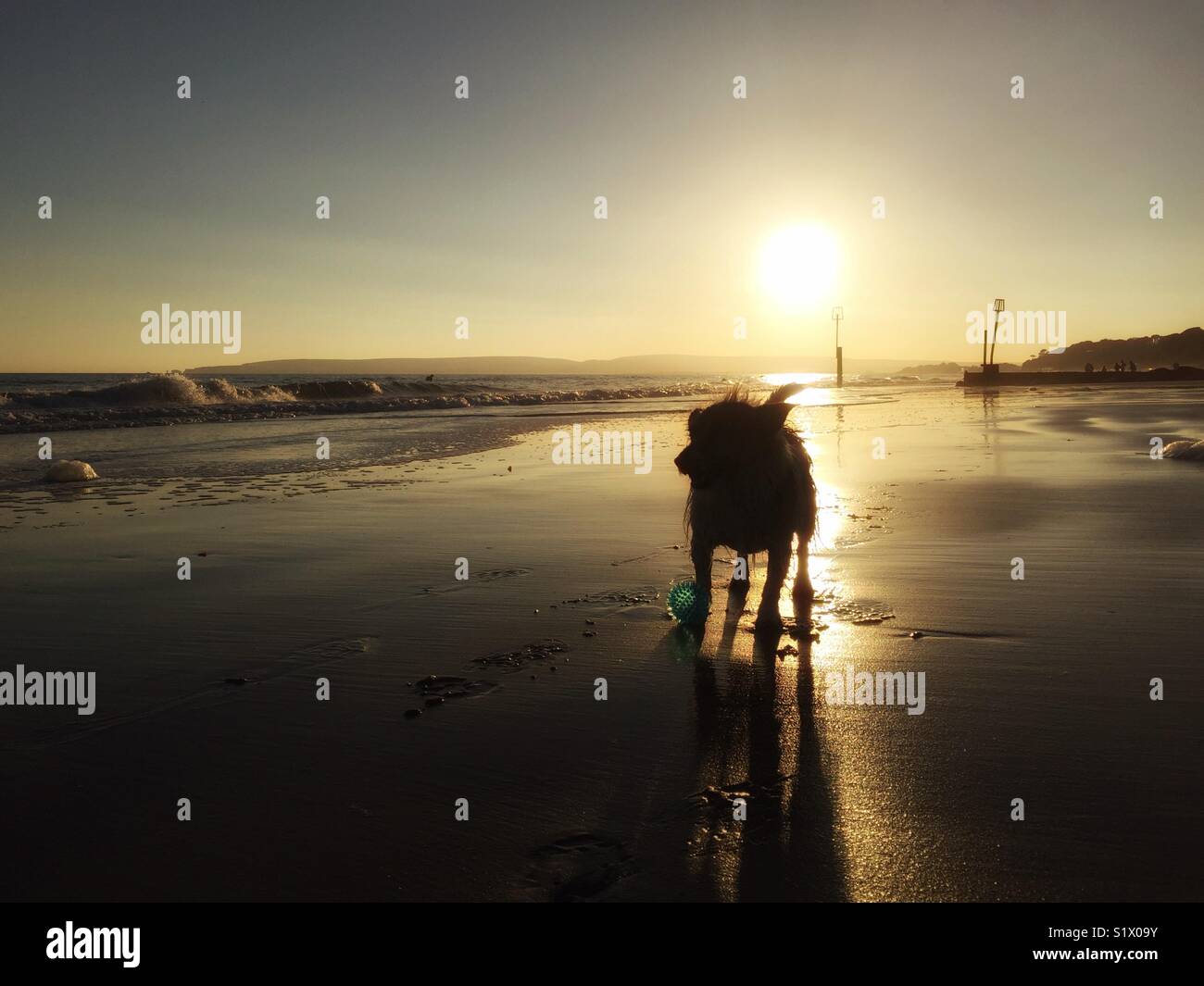 Dog Silhouette on Beach at Dusk - Smartphone Captured Stock Image