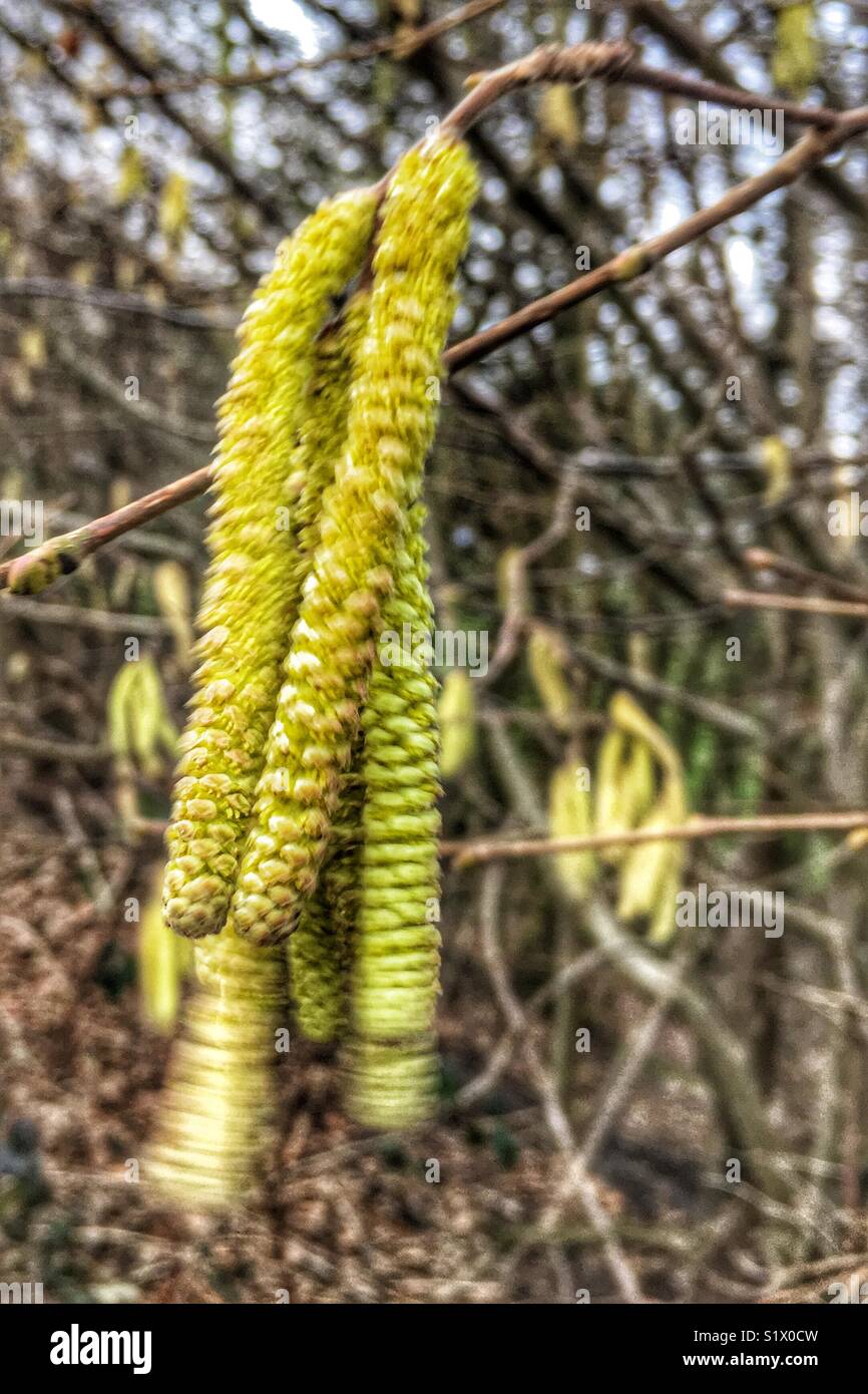 Yellow Hazel catkins blowing in the wind - Smartphone Captured Stock Image
