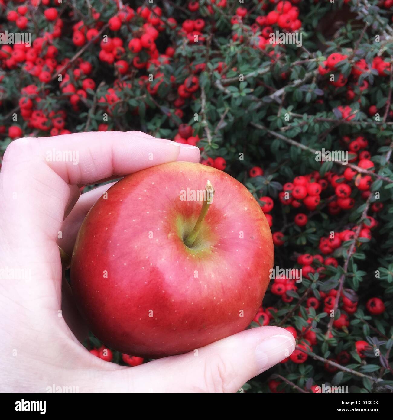Red apple in a hand with a background of a red berry shrub Stock Photo