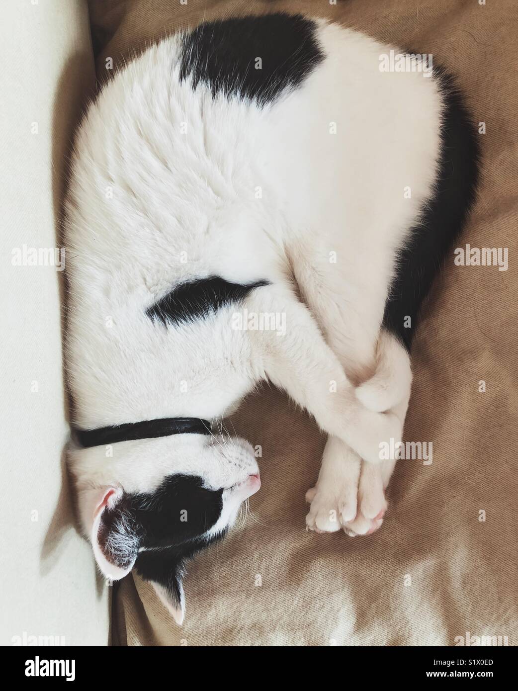 White cat with black spots and black collar curled up with front paws and tail wrapped around hind legs while sleeping Stock Photo
