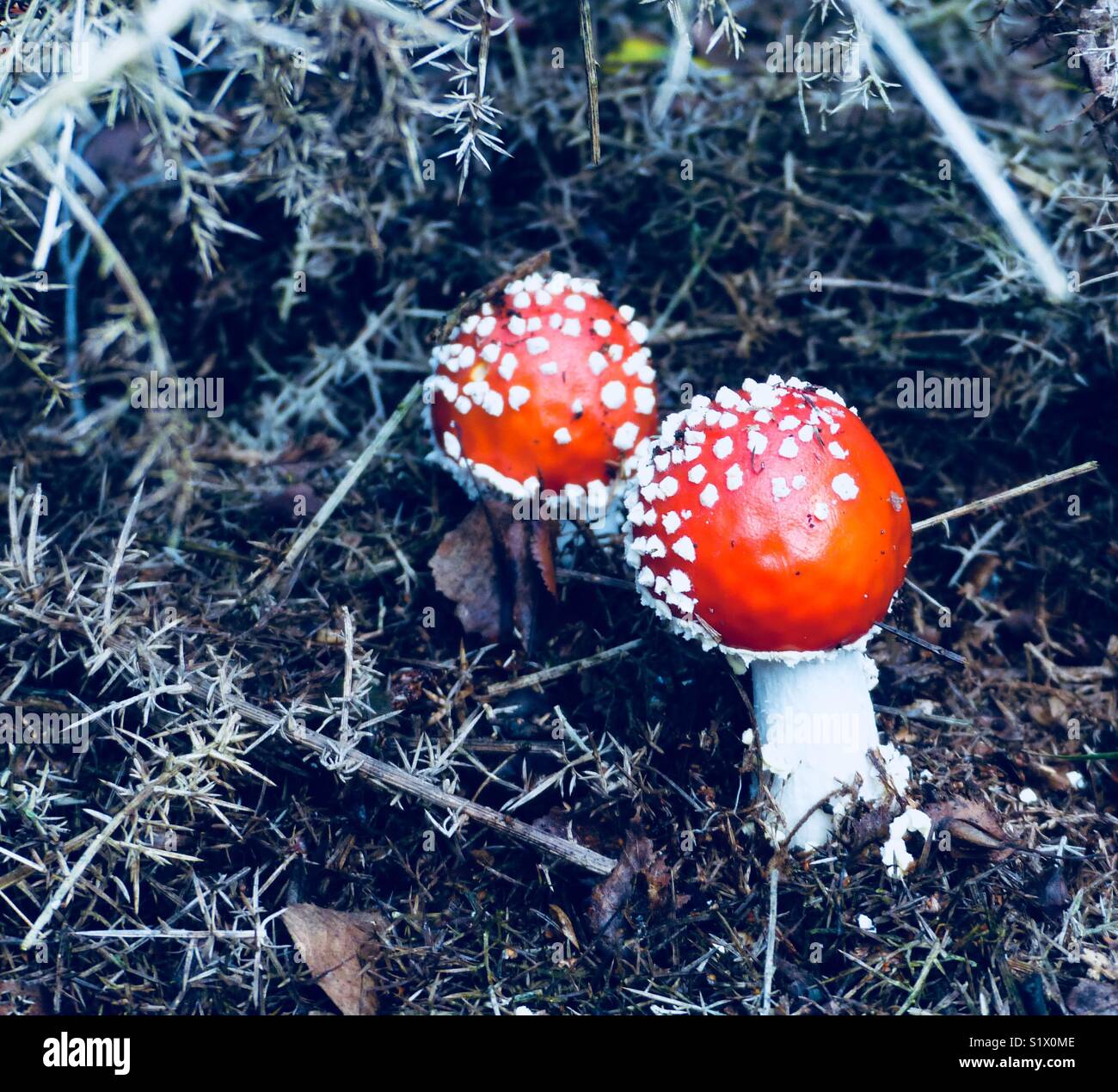 Amanita Muscaria Mushrooms growing wild deep in woodland in the English countryside. Stock Photo