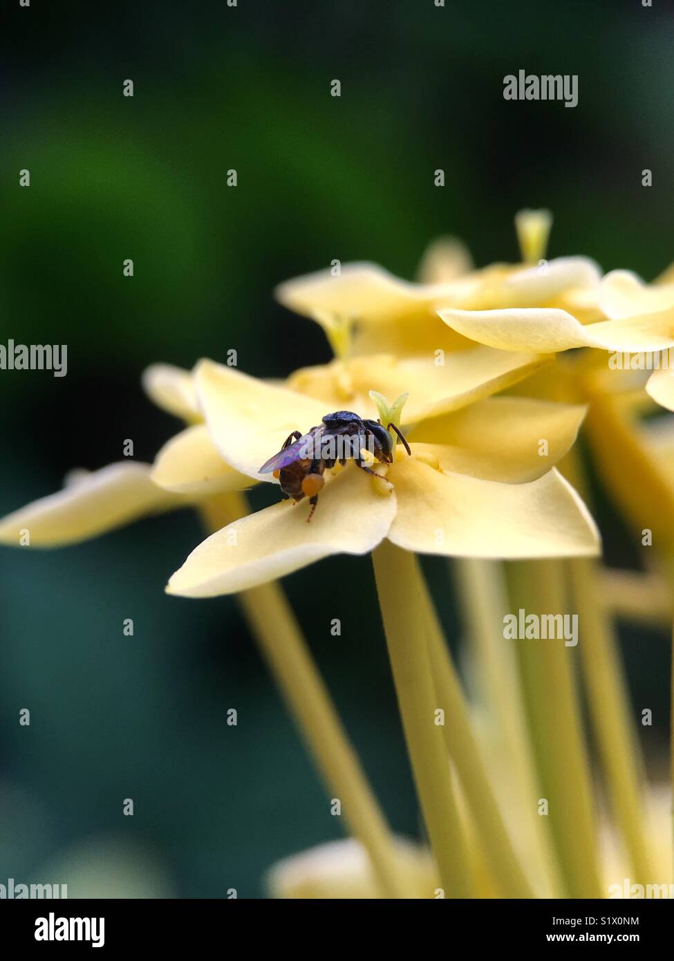 Bee on lily hi-res stock photography and images - Alamy