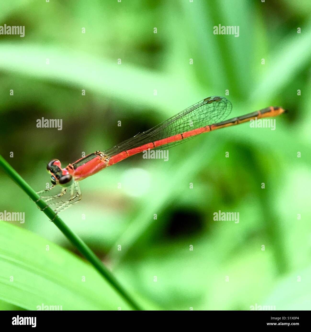 Insect dragonfly macro hi-res stock photography and images - Alamy
