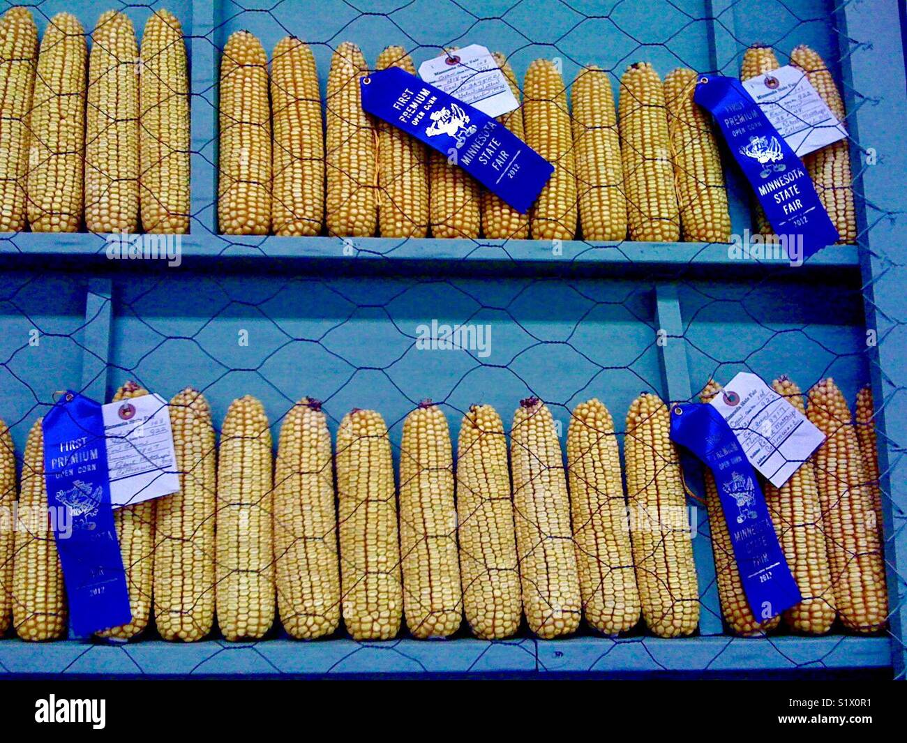 Blue ribbon corn at the Minnesota State Fair, St. Paul, Minnesota, USA