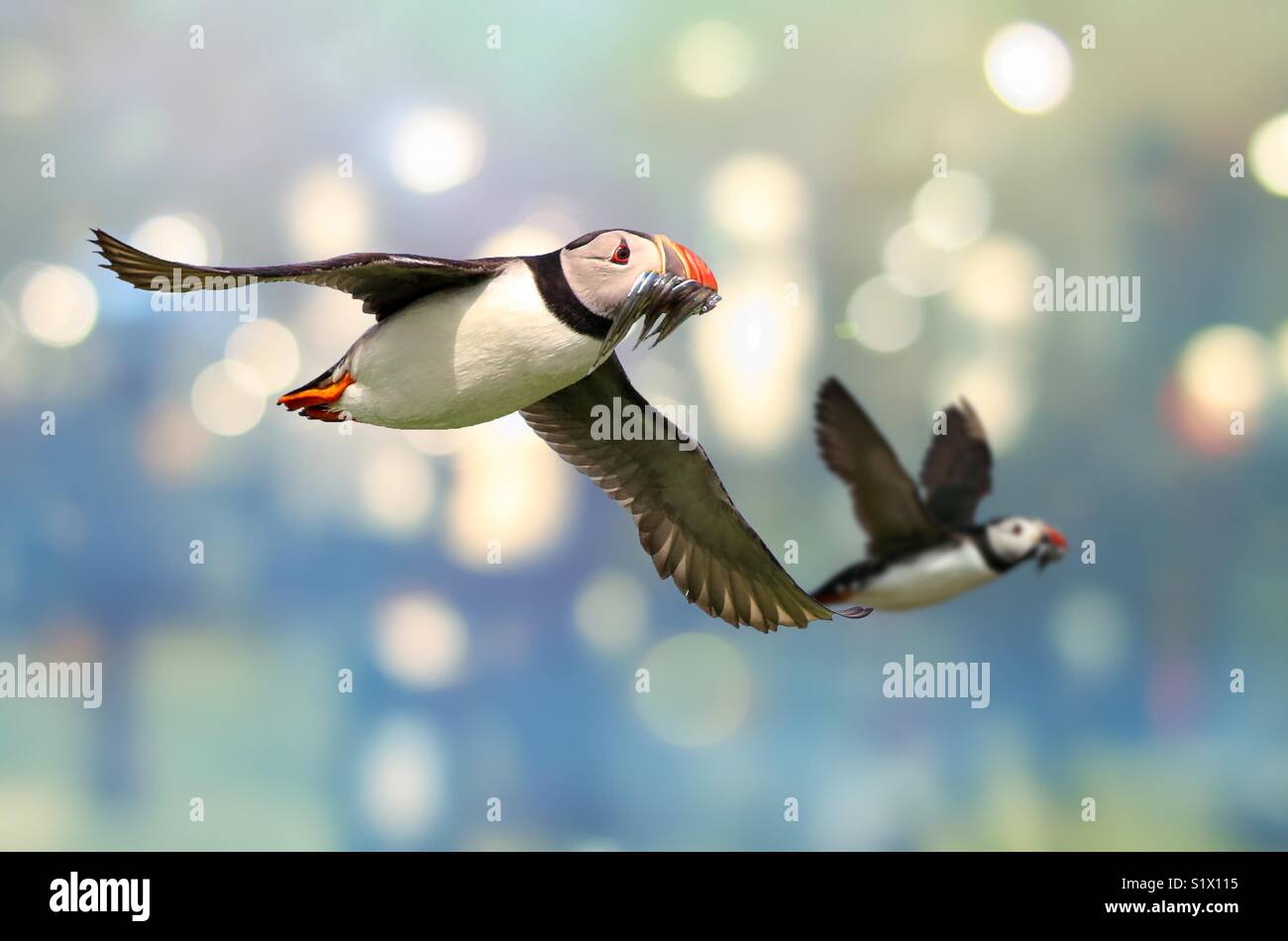 Atlantic Puffins in flight Stock Photo