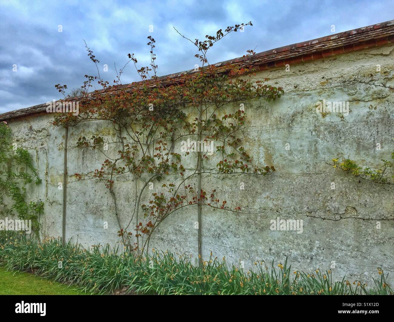 Floral Courtyard Wall - Smartphone Captured Stock Image