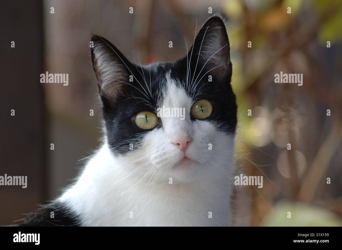 White & black cat portrait outdoors Stock Photo - Alamy