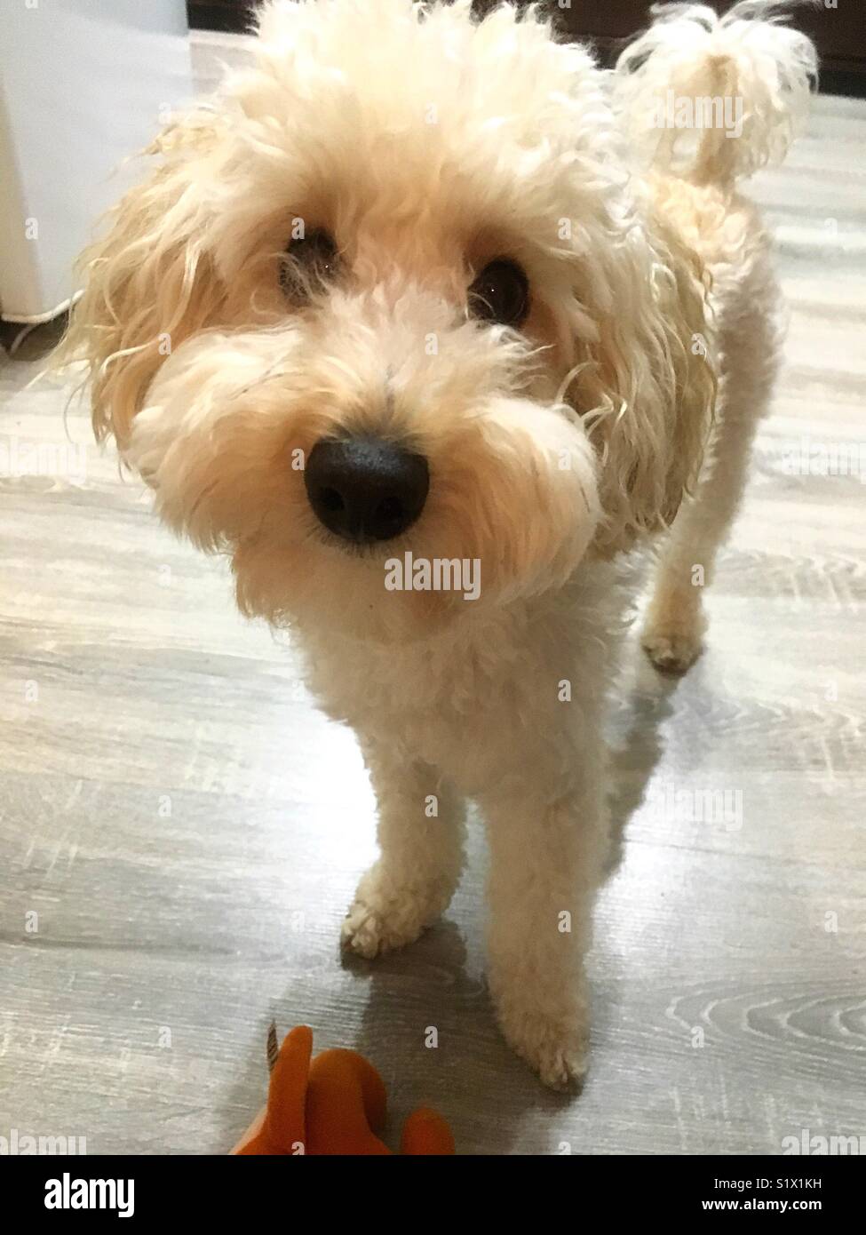 portrait of a poodle - Smartphone Captured Stock Image