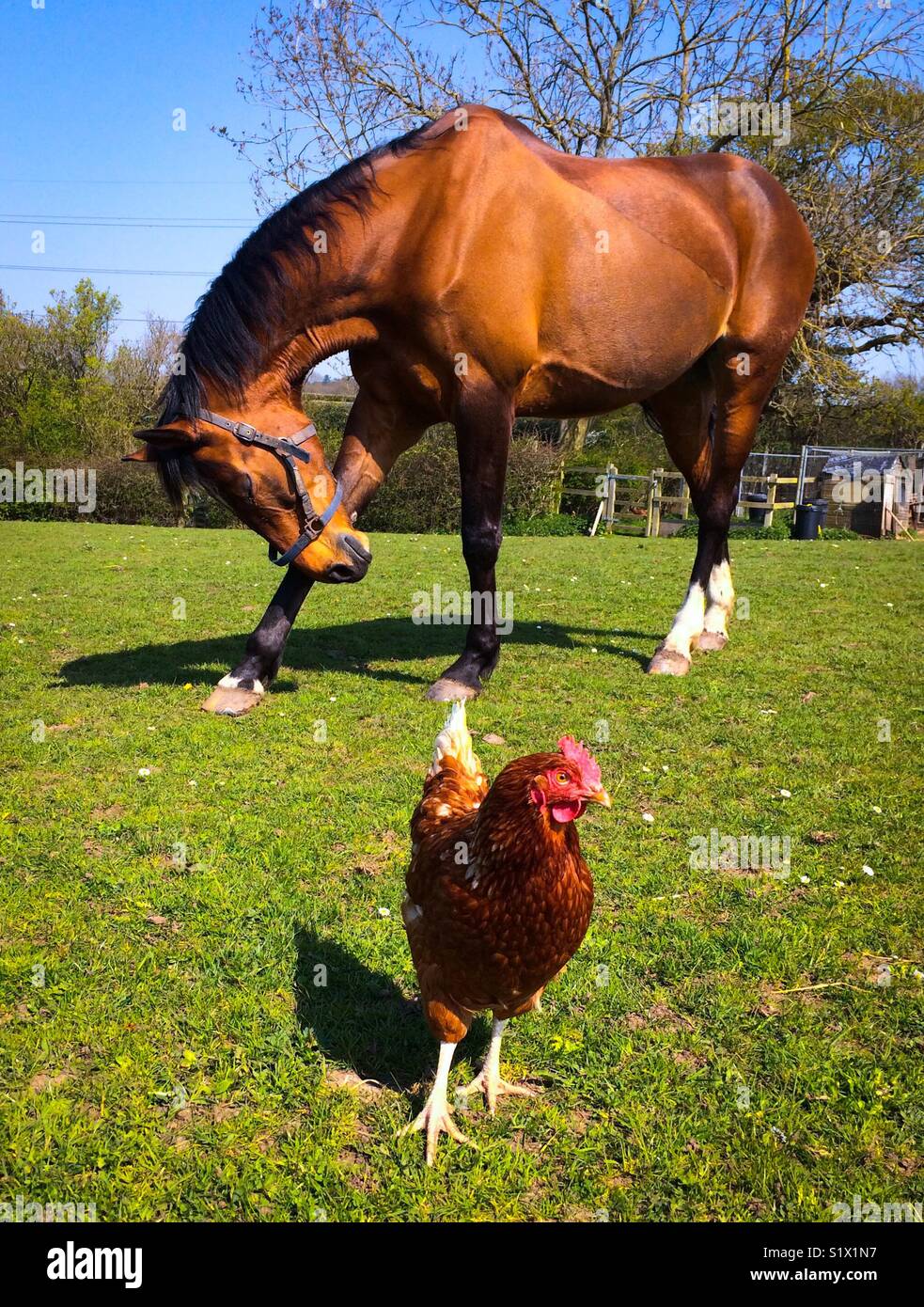 Horse & Chicken Stock Photo Alamy