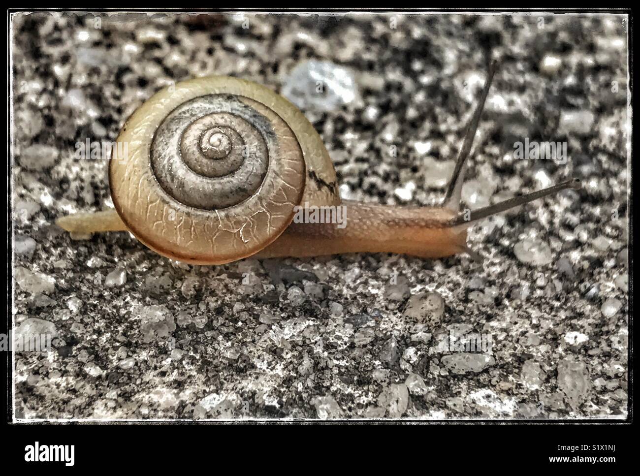 Small snail crawling across pavement, Tramp Snail, Bradybaena similaris - Smartphone Captured Stock Image