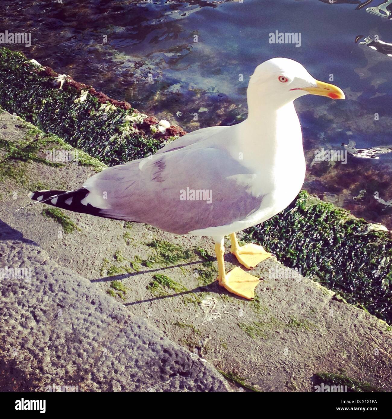 Seagull in Venice, travell, journey in Venice, Laguna, happy days, details, born Venetian, freedom, bird, fly Stock Photo