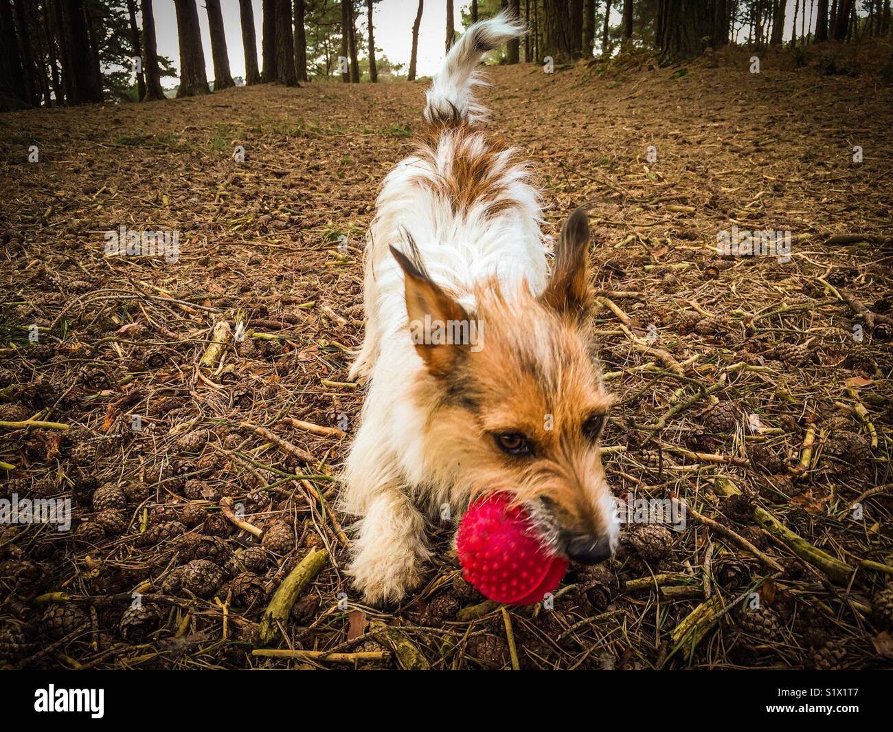 Jack Russell Playing Ball - Smartphone Captured Stock Image
