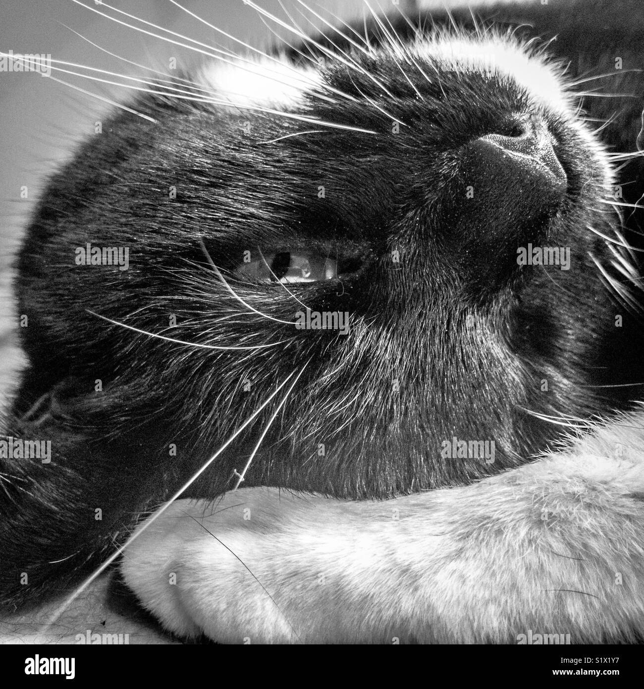Black and white cat resting head on back leg Stock Photo