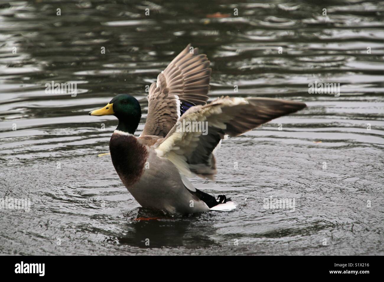 Mallard flapping its wings - Smartphone Captured Stock Image