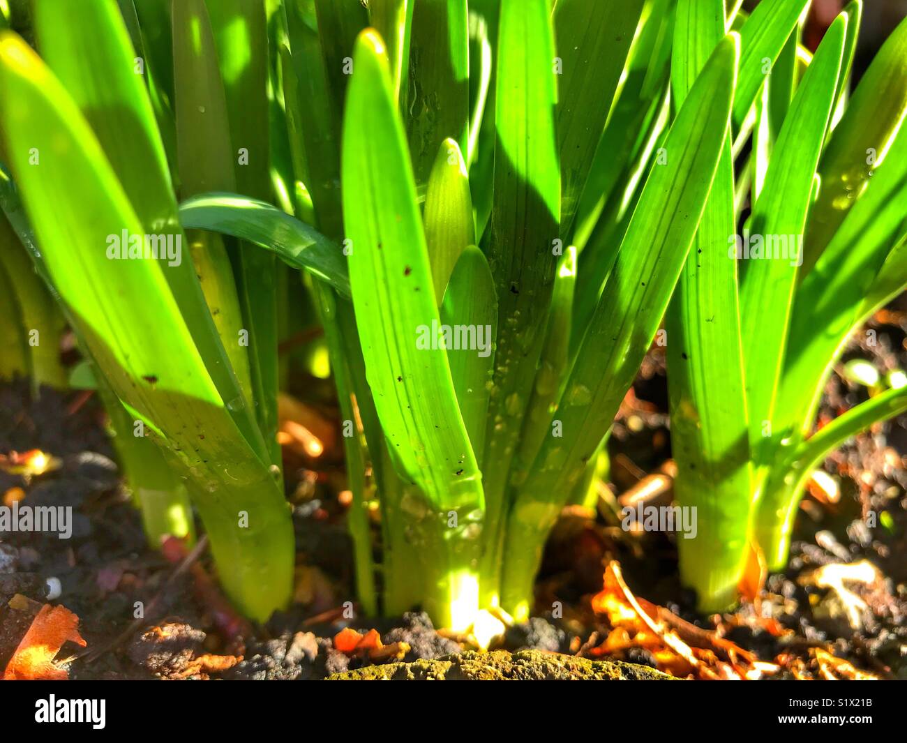 Daffodils coming up at the beginning of Spring. - Smartphone Captured Stock Image