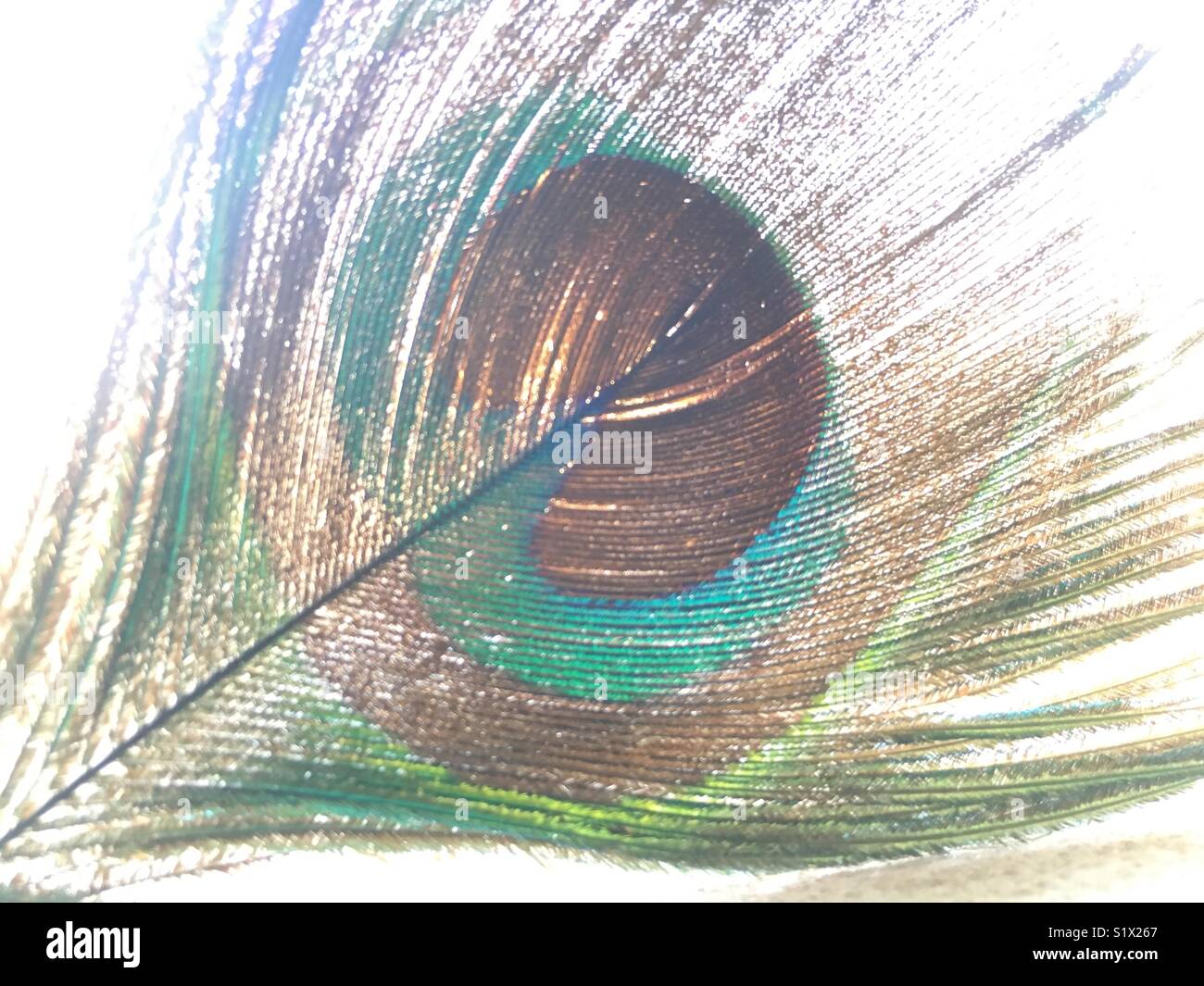 Artistic Peacock Feather Stock Photo