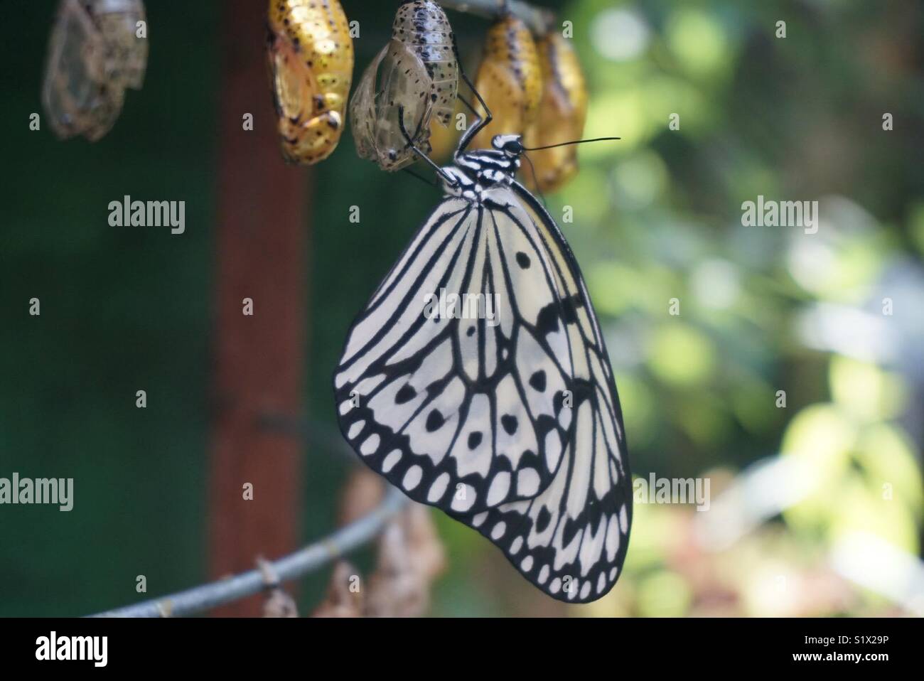 Butterfly in Malaysia Stock Photo - Alamy