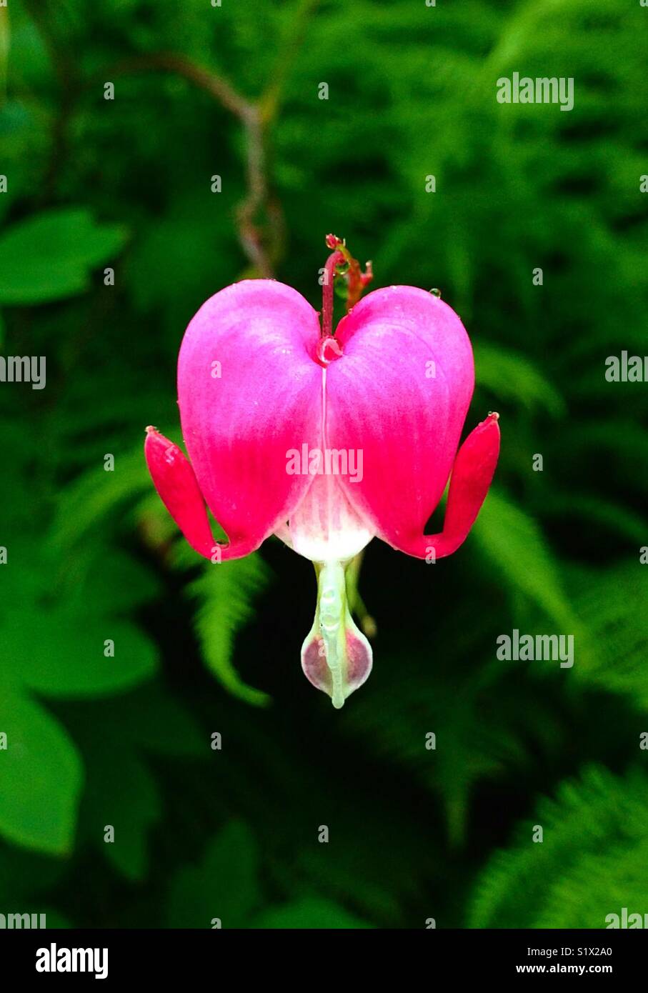 Bleeding Heart Flower With Green Background - Smartphone Captured Stock Image