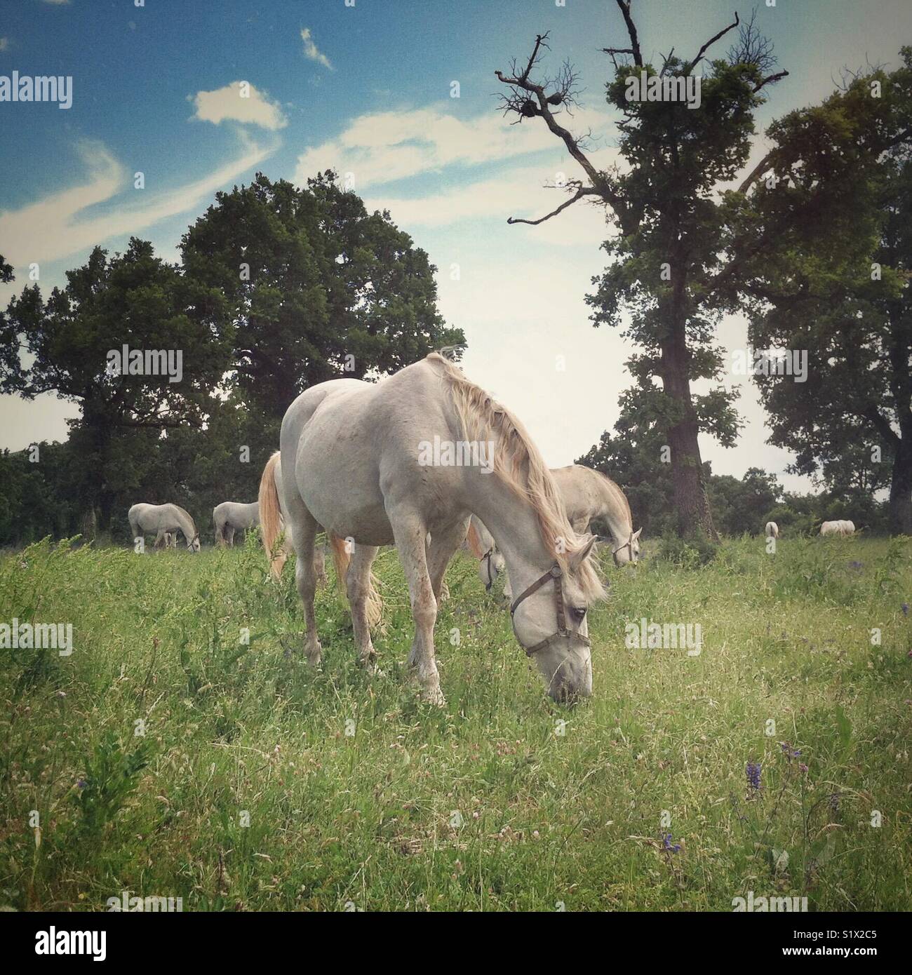 Lipizzaner horses grazing in a meadow at the Lipica Stud Farm, Slovenia - Smartphone Captured Stock Image