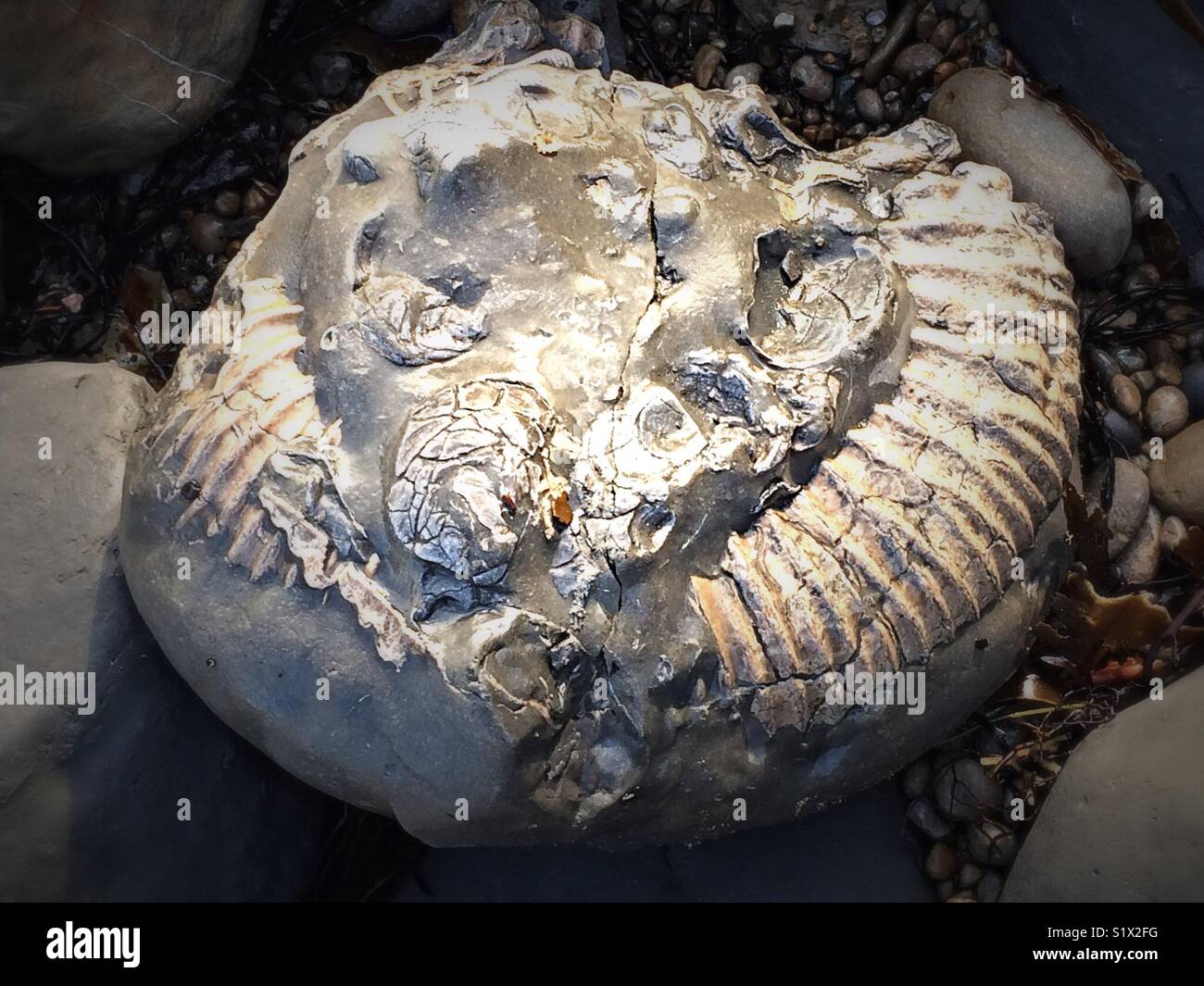 Large Ammonite Fossil Embedded In Rock - Smartphone Captured Stock Image