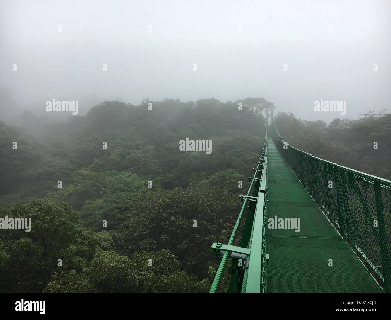 Rainforest canopy - Smartphone Captured Stock Image