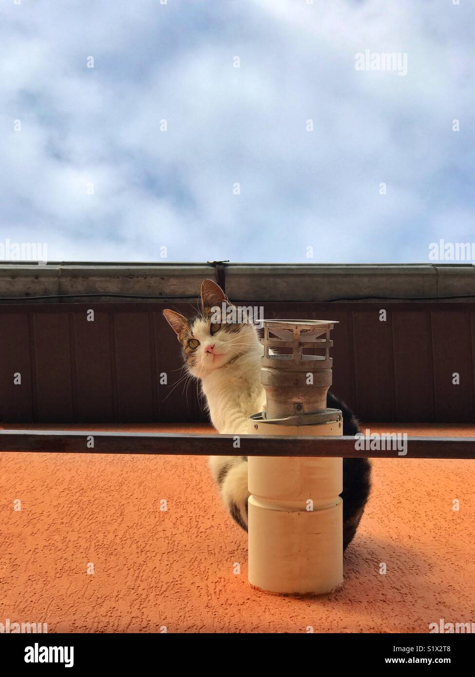 Cat sitting on a ventilation pipe Stock Photo Alamy