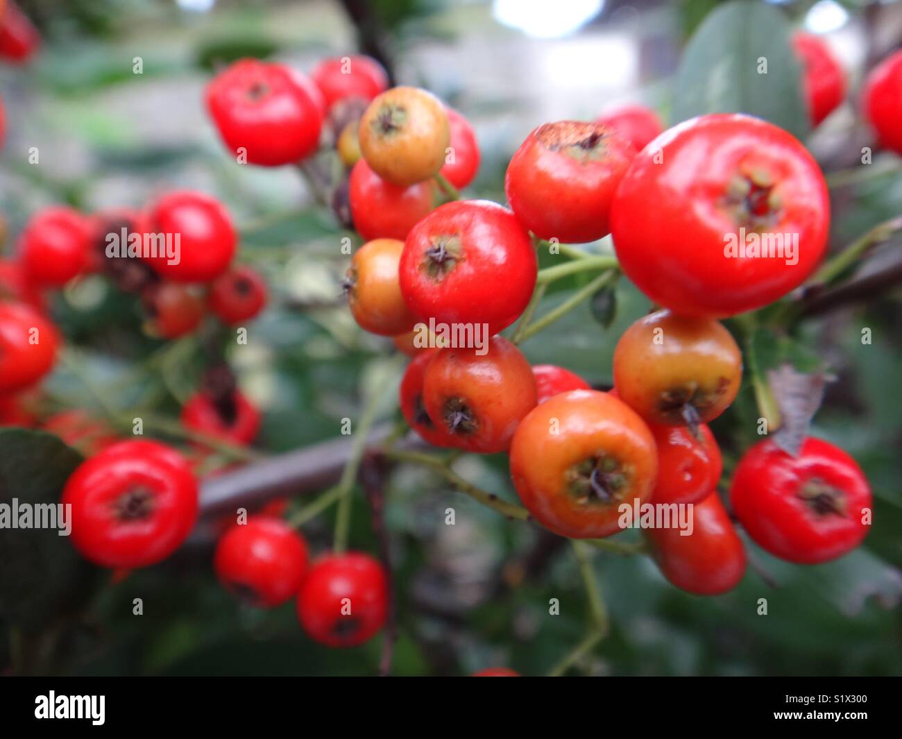 Orange berries garden plant hires stock photography and images Alamy