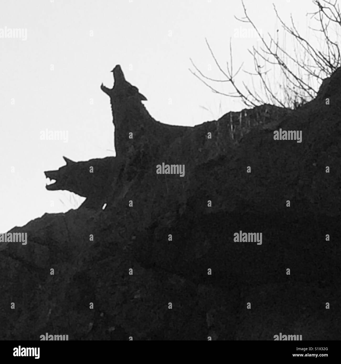 Wolves. - Smartphone Captured Stock Image