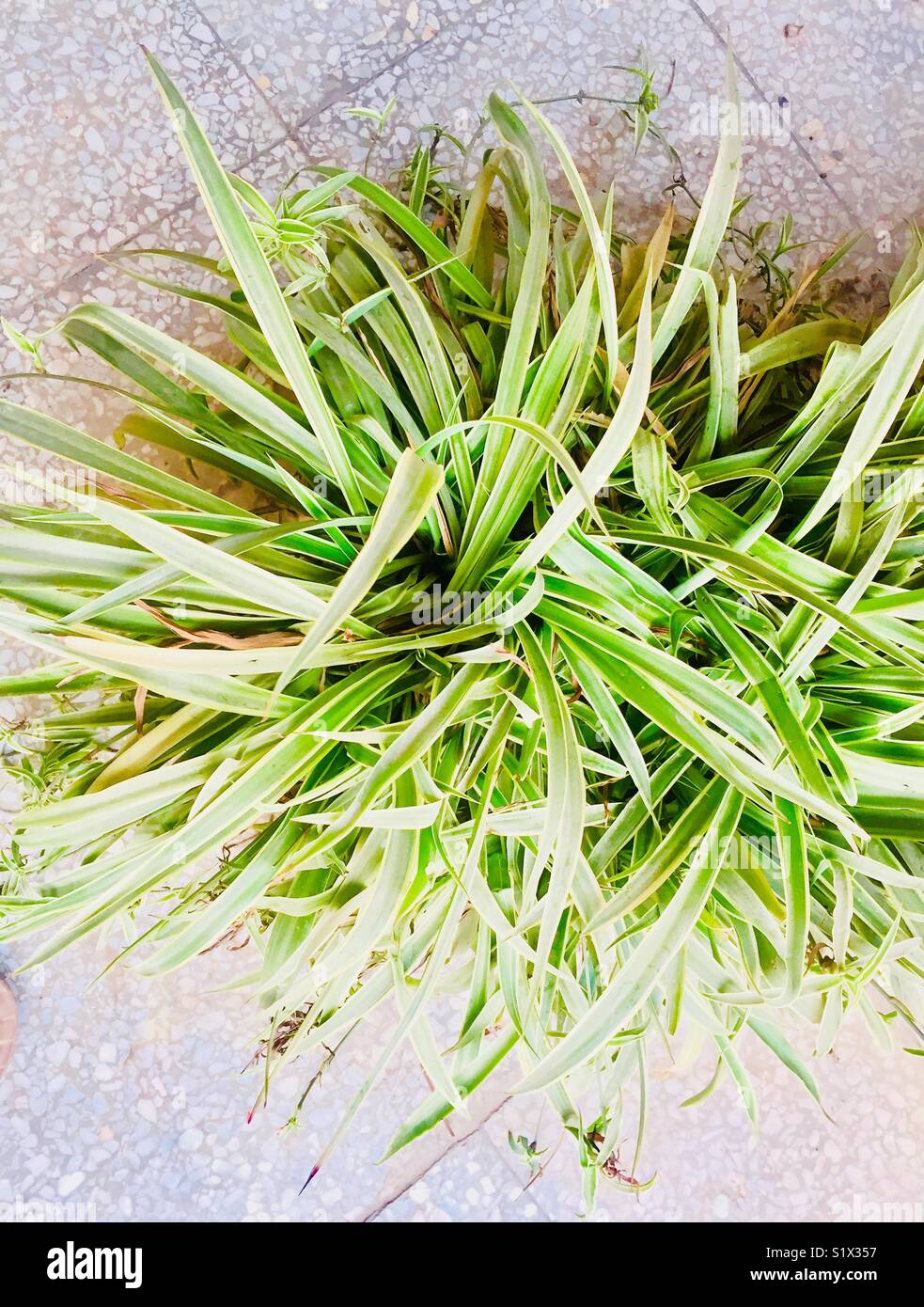 Plants in pot Islamabad Stock Photo Alamy