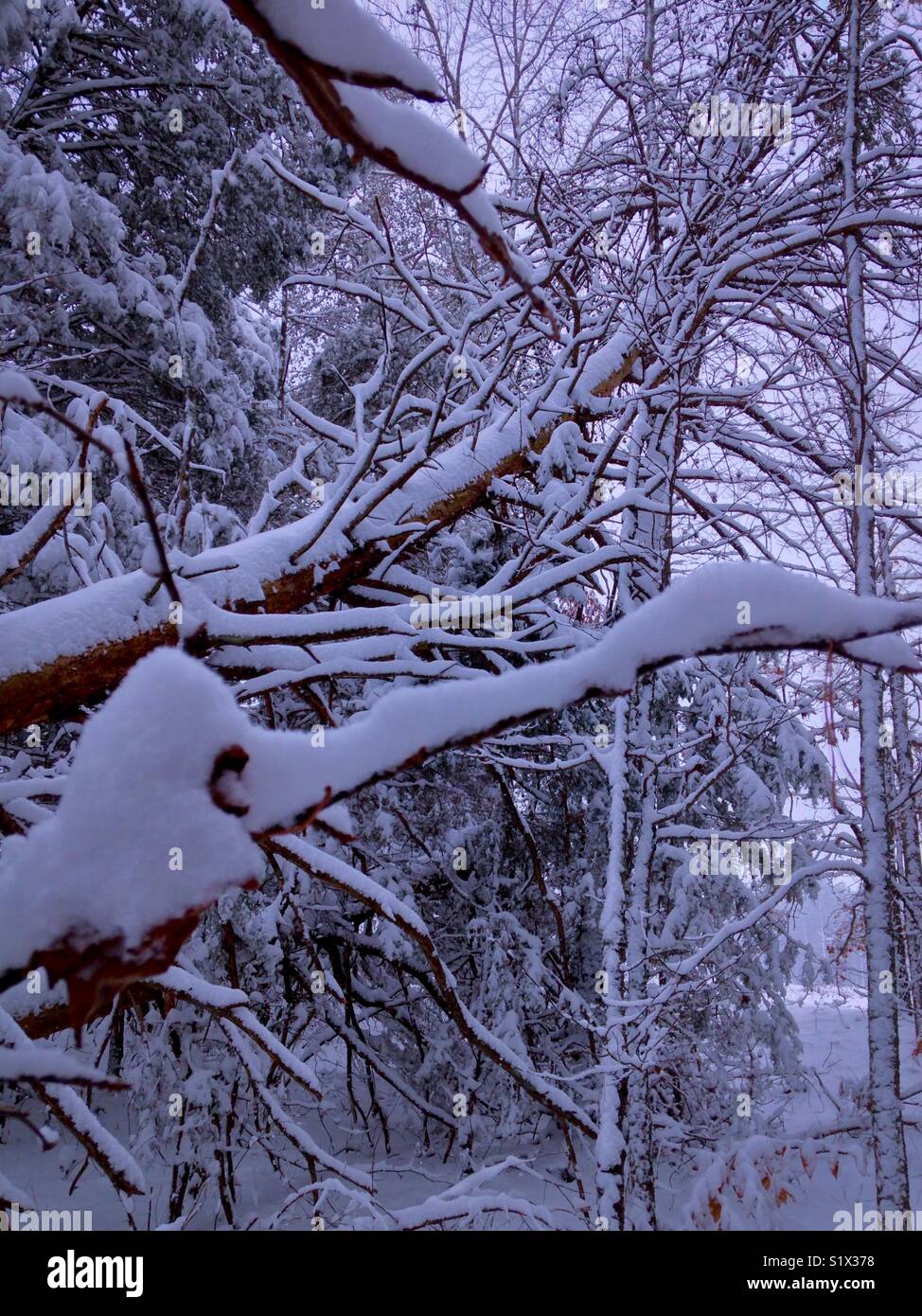 Fallen tree with snow in woods - Smartphone Captured Stock Image