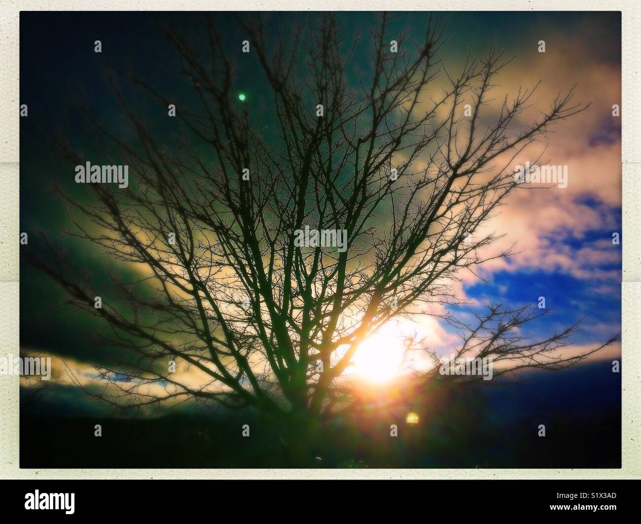 Silhouette of a tree with no leaves with the sun and heavy clouds in the background. - Smartphone Captured Stock Image