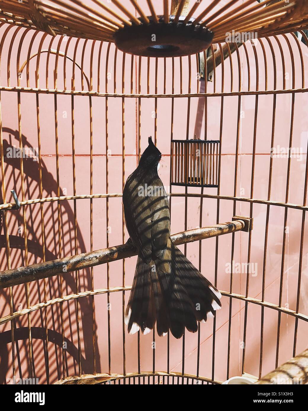 Exotic bird in a cage Stock Photo Alamy