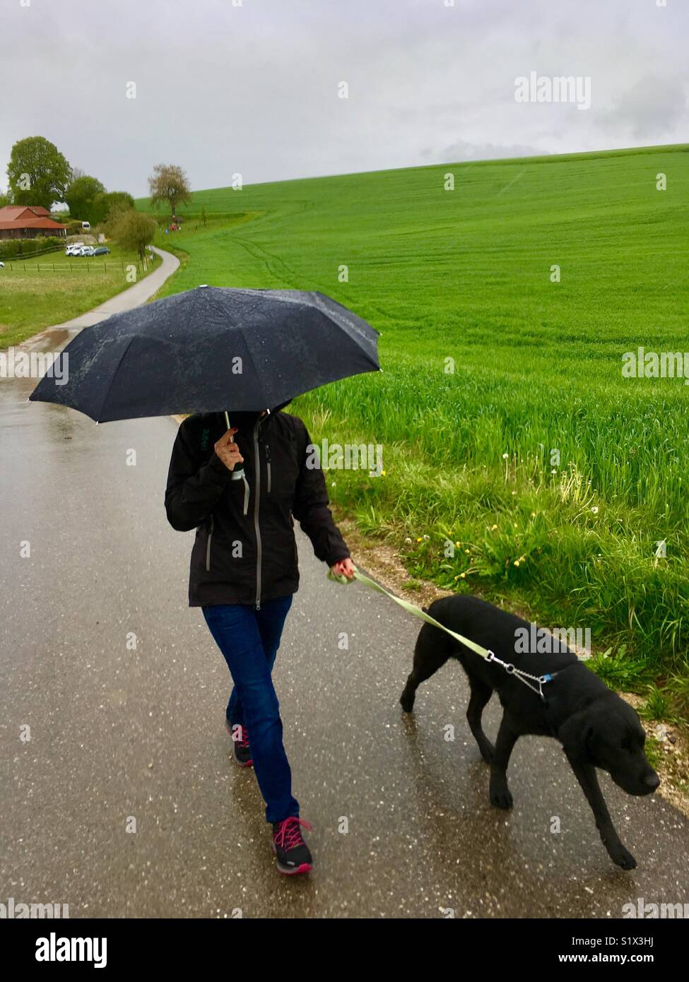 Dog walking best sale umbrella