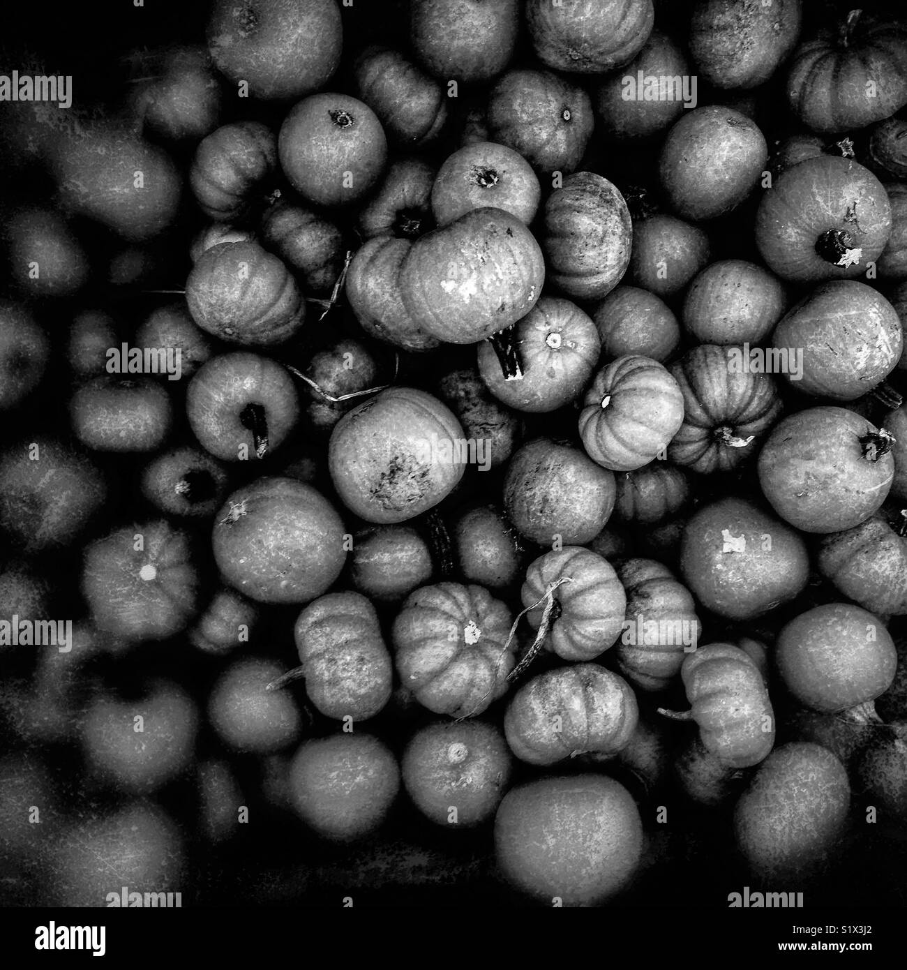 Halloween pumpkins Black and White Stock Photos & Images - Alamy