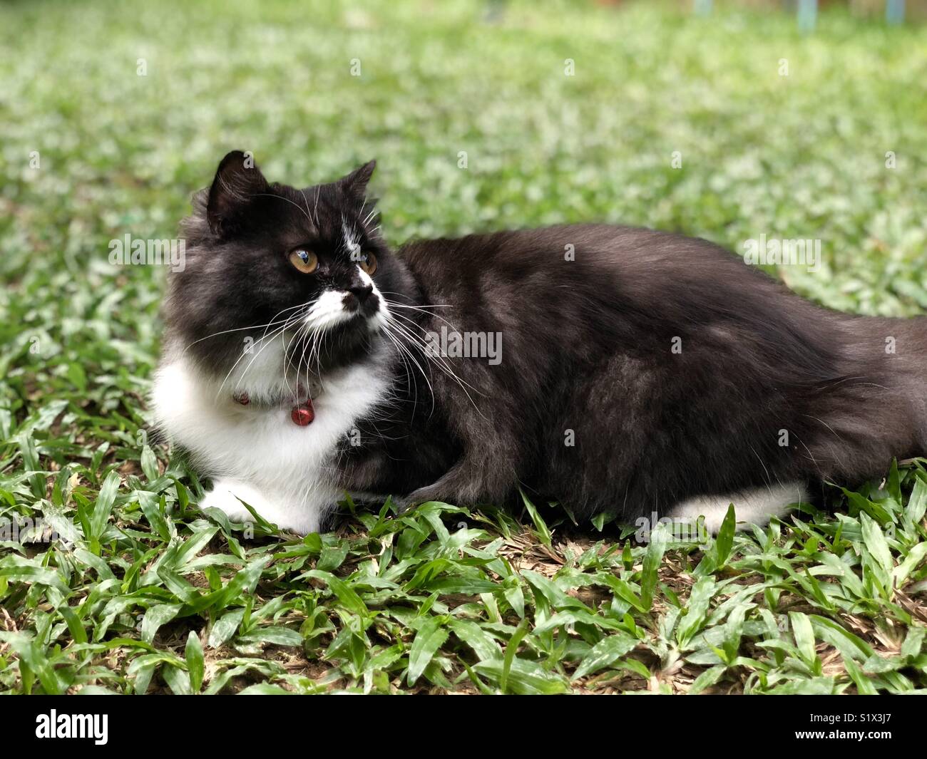A black white cat lays on grass looking backwards - Smartphone Captured Stock Image
