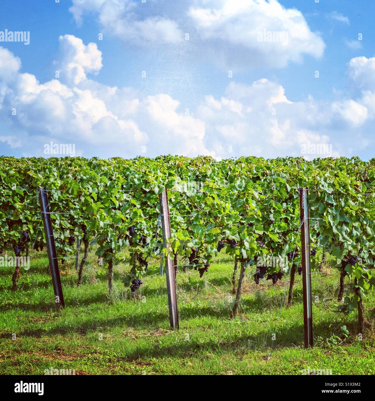 Summer vineyard. - Smartphone Captured Stock Image