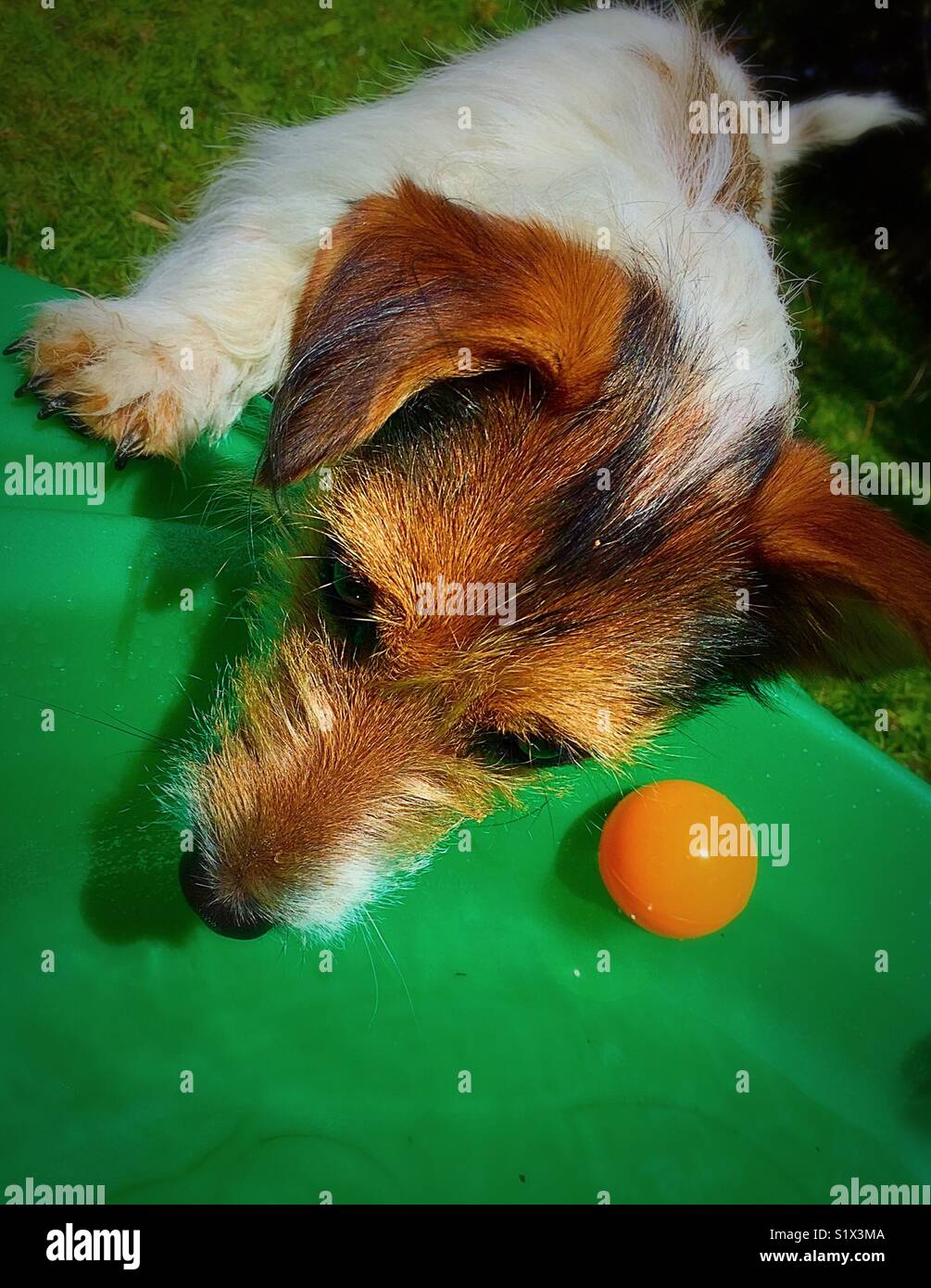 Jack Russell Dog Looking At Water - Smartphone Captured Stock Image