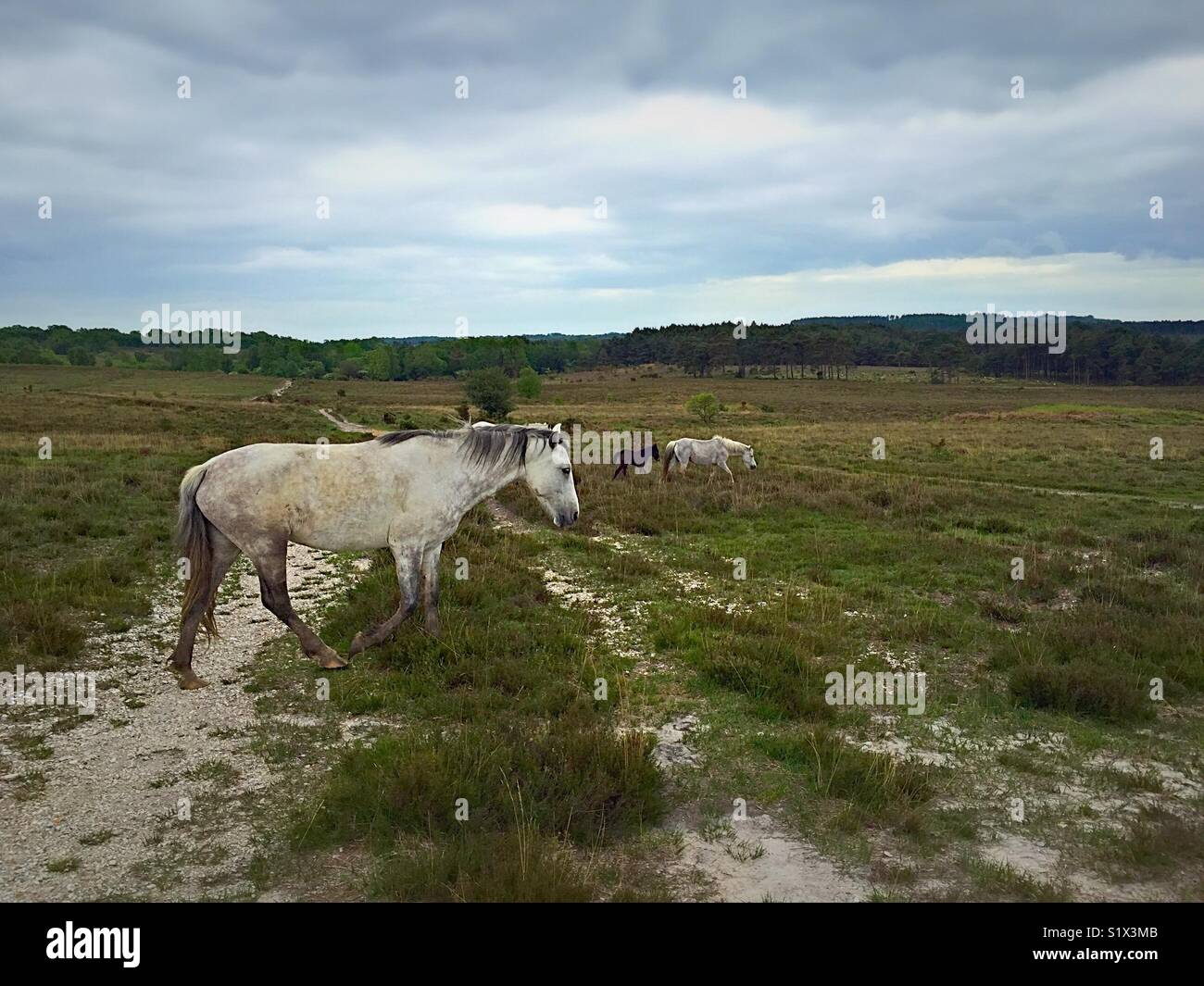 Wild Horses On Heath Land - Smartphone Captured Stock Image