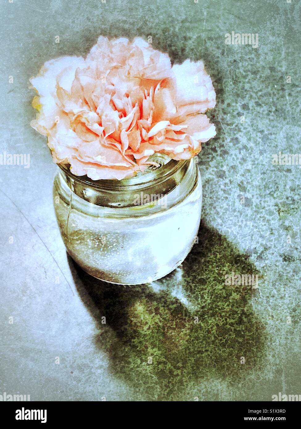 Single pink carnation flower in glass vase with water processed in a shabby chic style Stock