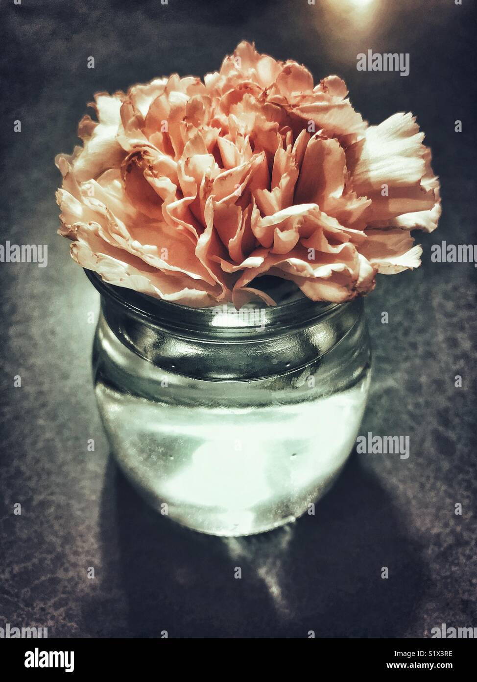 Single pink carnation in small glass vase with water Stock Photo Alamy