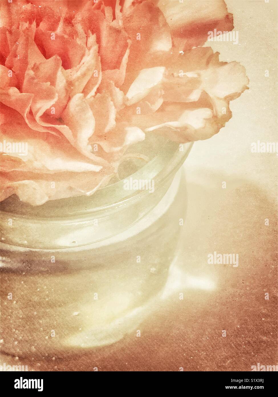 Closeup of pink carnation in a glass jar filled with water creatively processed - Smartphone Captured Stock Image