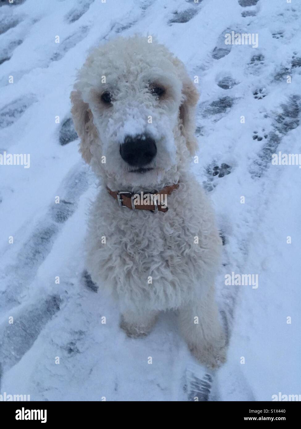Poodle in snow Stock Photo - Alamy