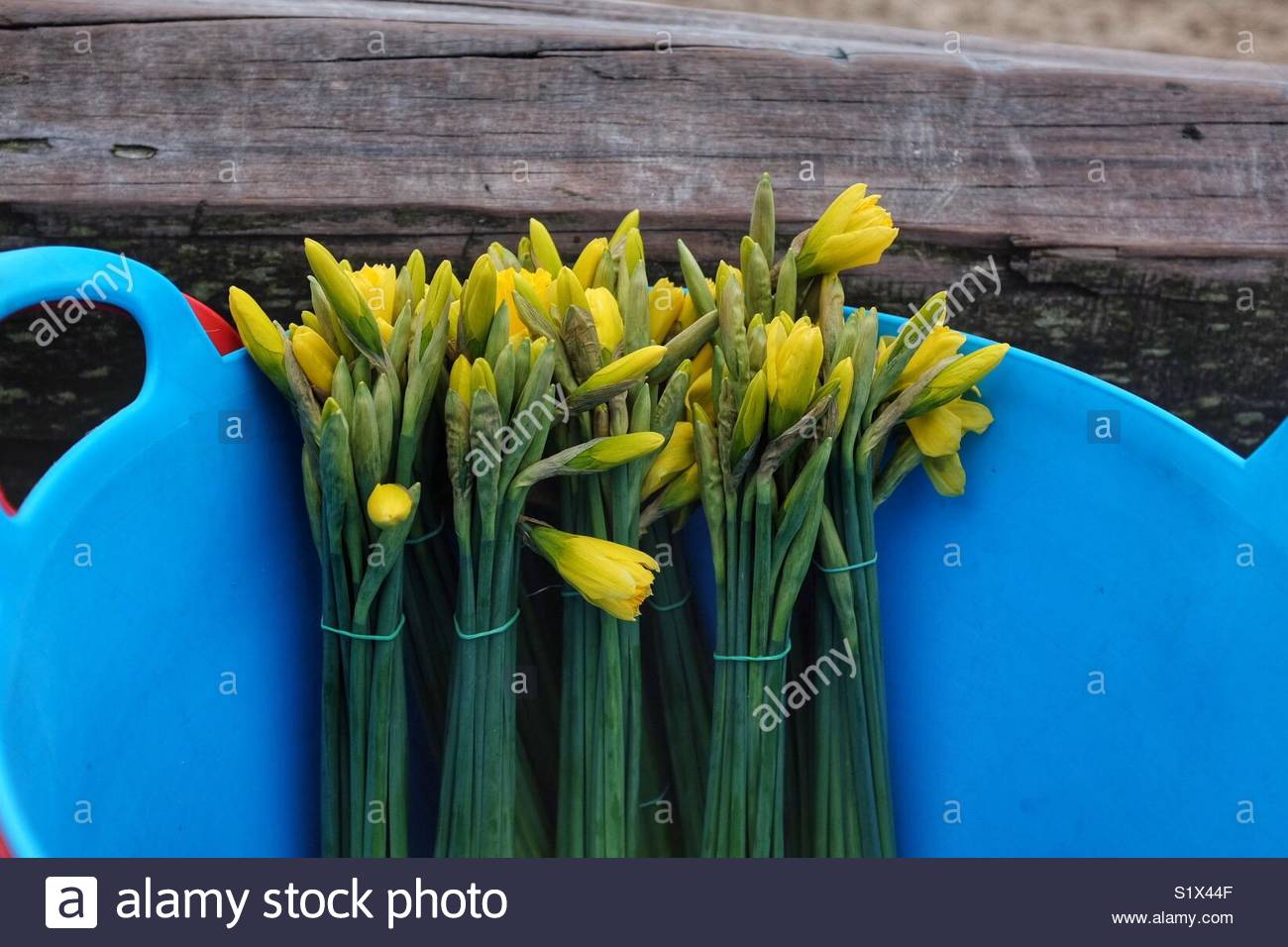 Cornish Daffodils Stock Photos & Cornish Daffodils Stock Images Alamy