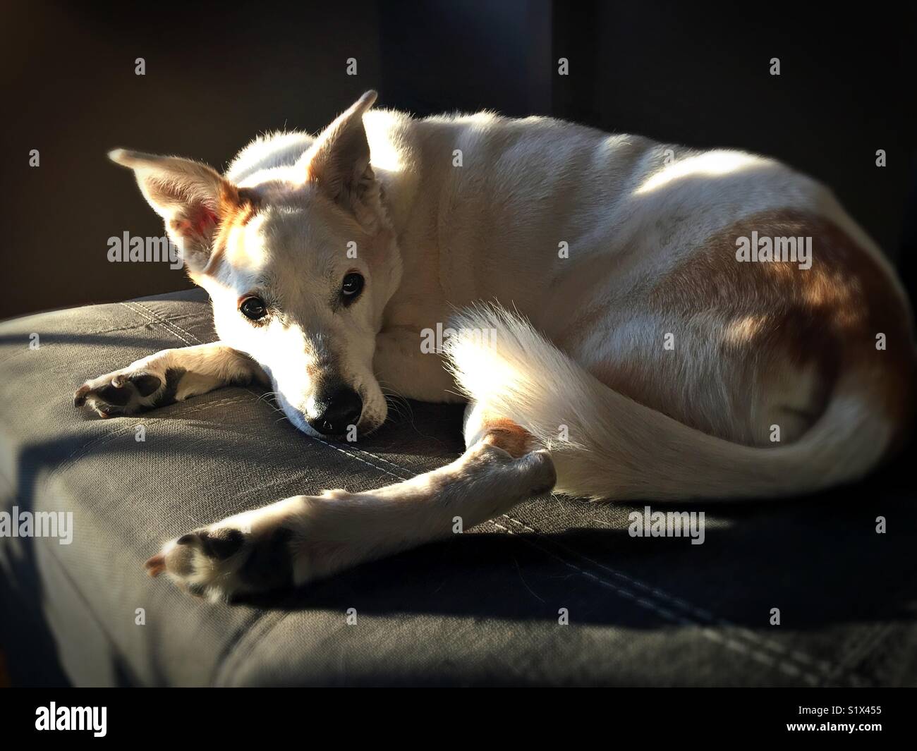 A dog lying on a couch. Stock Photo