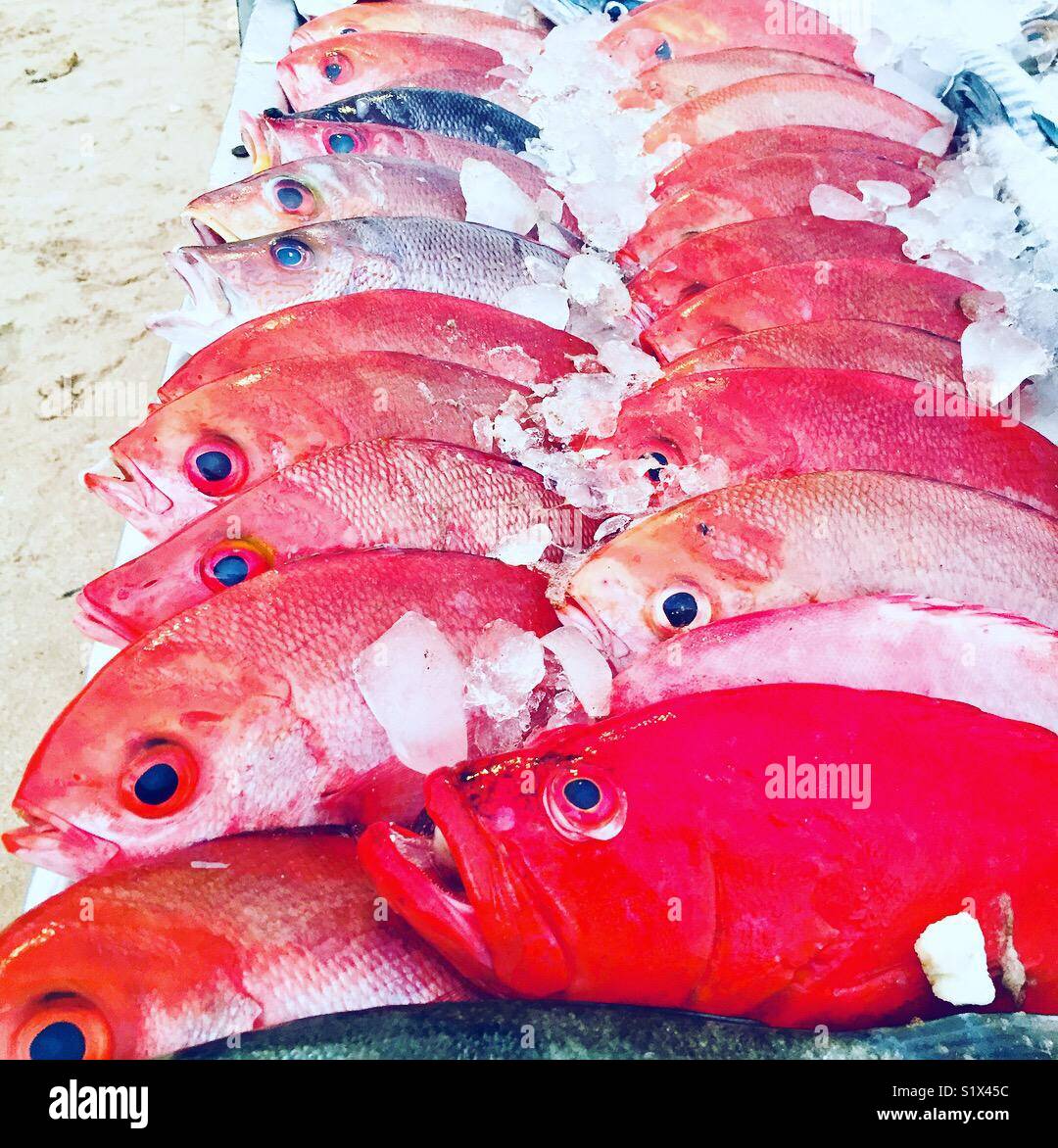 Fresh red fish for sale on the beach in Sri Lanka - Smartphone Captured Stock Image