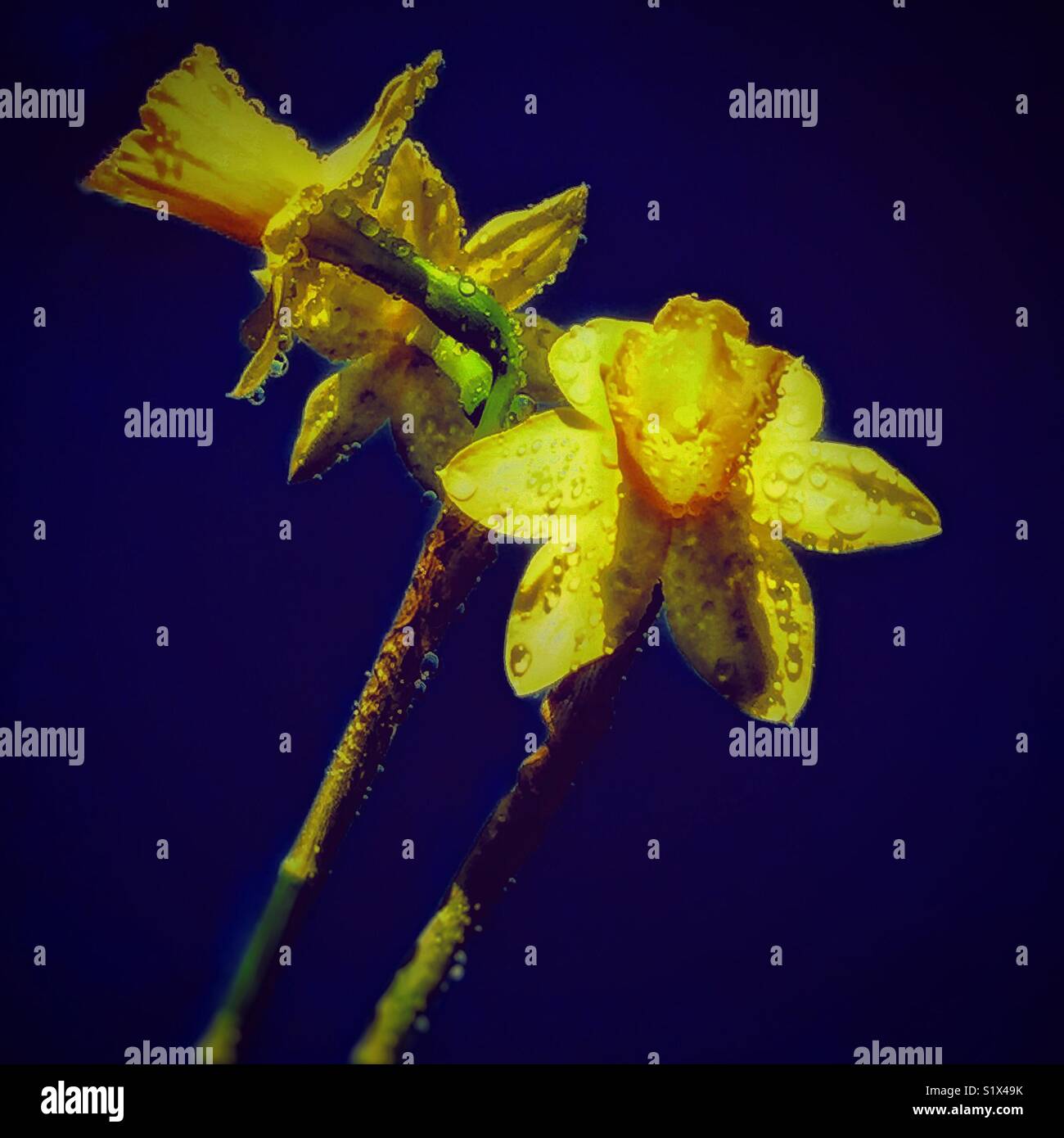 Narcissus flowers in the rain. - Smartphone Captured Stock Image